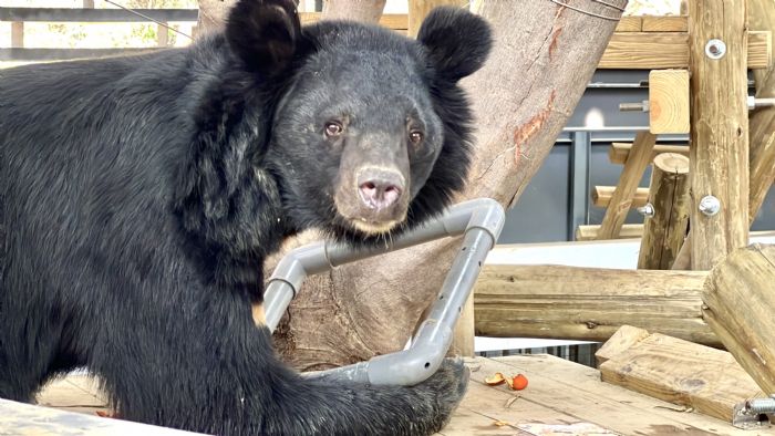 獸舍開箱  專家學者肯定壽山動物園改造工程